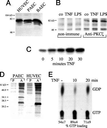 gdp e184|Generation of monoclonal antibodies specific for ras p21 Glu.